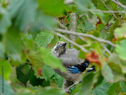 jay garrulus glandarius bird on tree branch photo