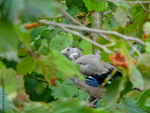 jay garrulus glandarius bird on tree branch