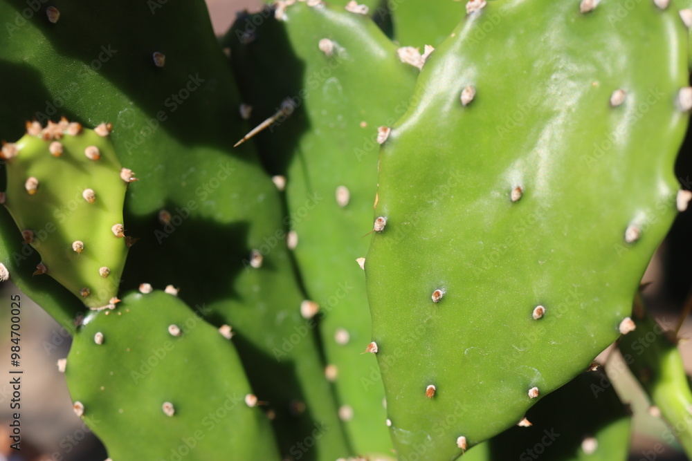kaktus opuncja Opuntia monacantha kaktus opuncja Opuntia monacantha