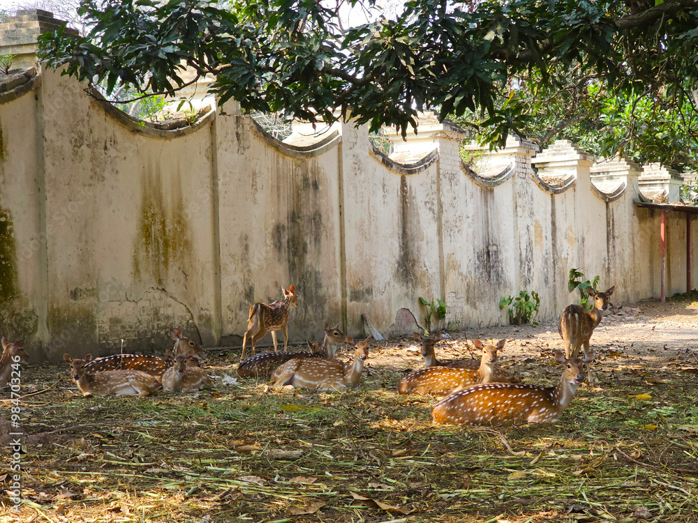 spotted deer stand alert in a dry, leafy clearing weathered wall behind them