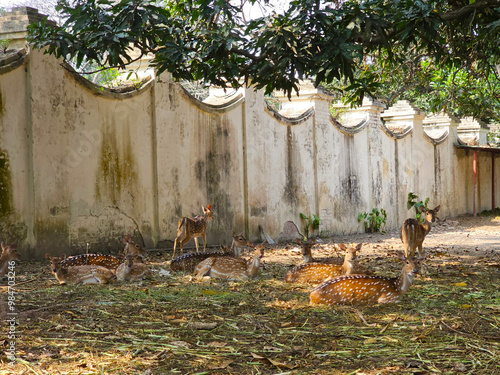 Obraz na płótnie spotted deer stand alert in a dry, leafy clearing weathered wall behind them w salonie