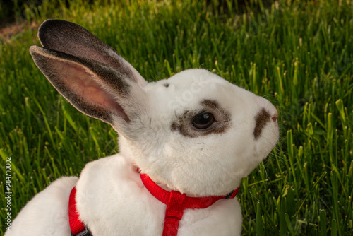 Cute white rabbit in a red collar on green grass photo