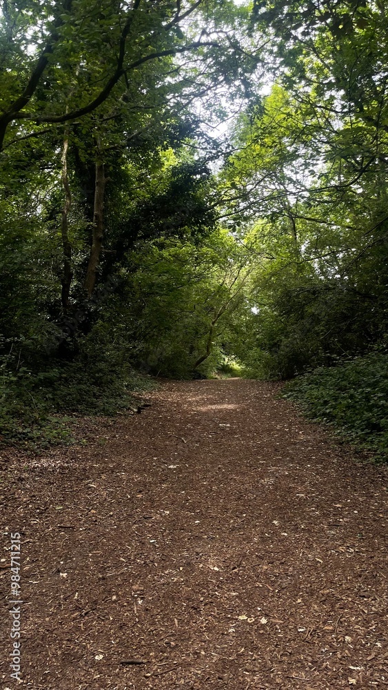 Fototapeta premium path in the woods