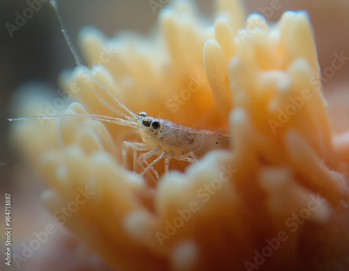 a tiny shrimp nestled within a sea anemone photo