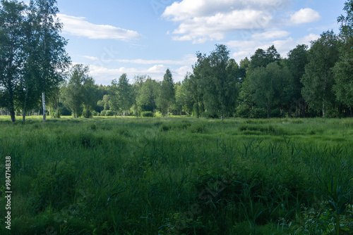Fototapeta Naklejka Na Ścianę i Meble -  summer meadow with tall grass in evening light