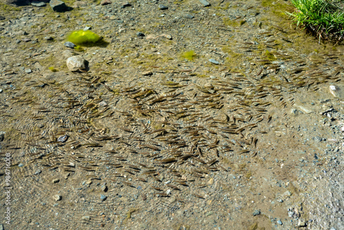 Tons of minnows swimming in the waters of Stellisee Lake, Switzerland photo