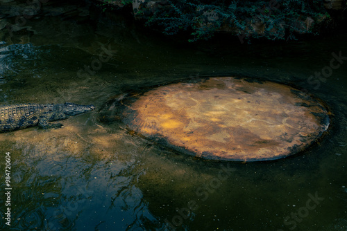 Crocodile surrounded in water looking at cay.