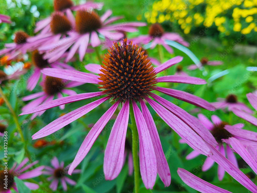 The large flower Echinacea purpurea is a popular garden ornamental plant. The large flower Echinacea purpurea is a popular garden ornamental plant.