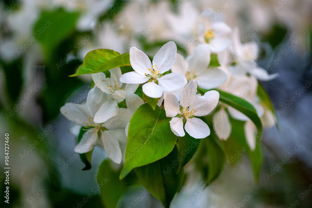 blooming apple tree with young green leaves in the spring garden. White flowers of an apple-tree on a branch blooming apple tree with young green leaves in the spring garden. White flowers of an apple-tree on a branch