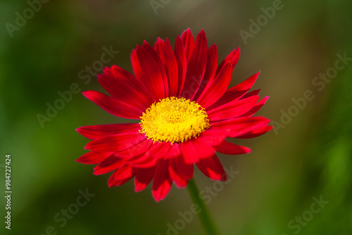 Close up red gerbera flower on green blurred background