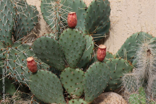 kaktus opuncja Opuntia basilaris v. aurea Kanab Utah  żółta owoc photo