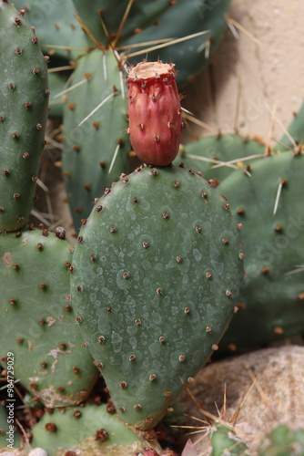 kaktus opuncja Opuntia basilaris v. aurea Kanab Utah  żółta owoc