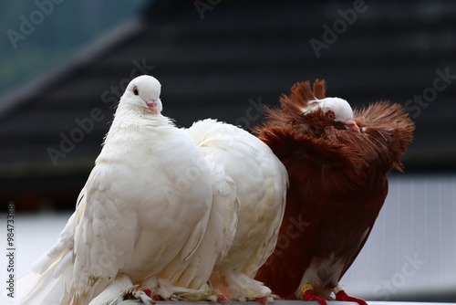 white and brown fancy pigeons put on a show