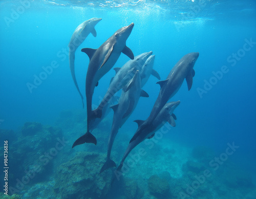 group of seven dolphins swimming underwater