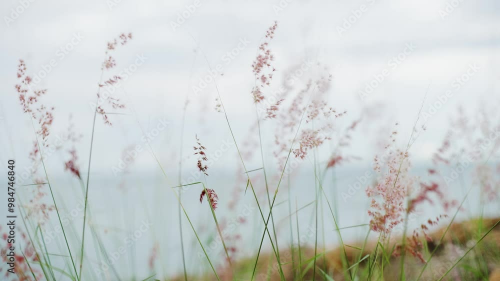 Wildflowers in the Meadow on the background of the sea Beautiful tranquil wildflowers on a green sunny meadow. Warm summer evening. Wildflowers in the Meadow on the background of the sea Beautiful tranquil wildflowers on a green sunny meadow. Warm summer evening.