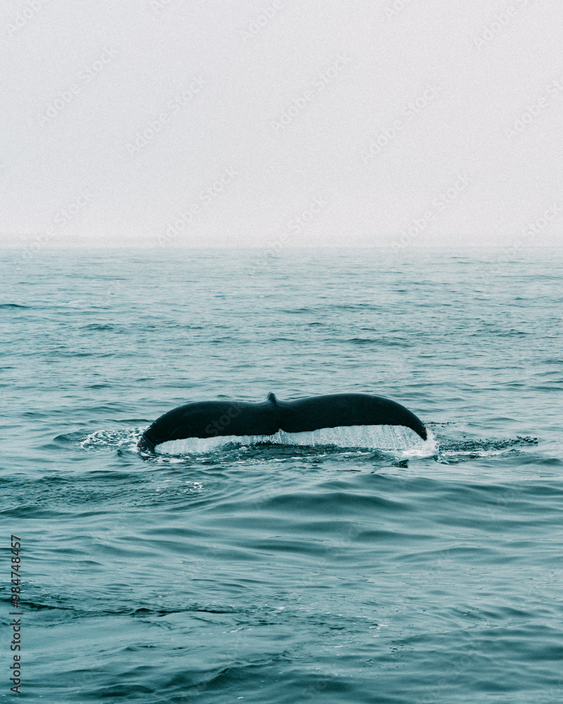 Obraz premium Humpback whale tail