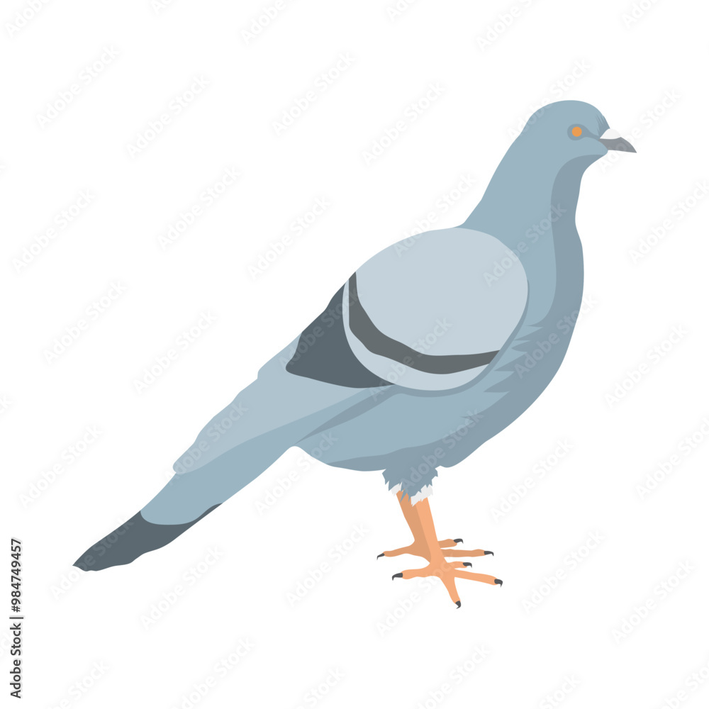 Fototapeta premium Illustration couleur d’un oiseau : le pigeon - on le trouve en plaine et dans de nombreuses villes à travers le monde.