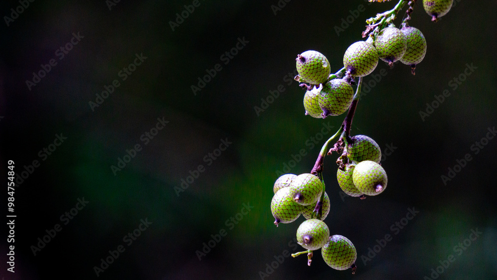 Ripe rattan fruit (Manau, hoe, jernang, buah ular, Littuko) on the tree. The rattan fruit is edible, the texture is like lychee fruit Ripe rattan fruit (Manau, hoe, jernang, buah ular, Littuko) on the tree. The rattan fruit is edible, the texture is like lychee fruit