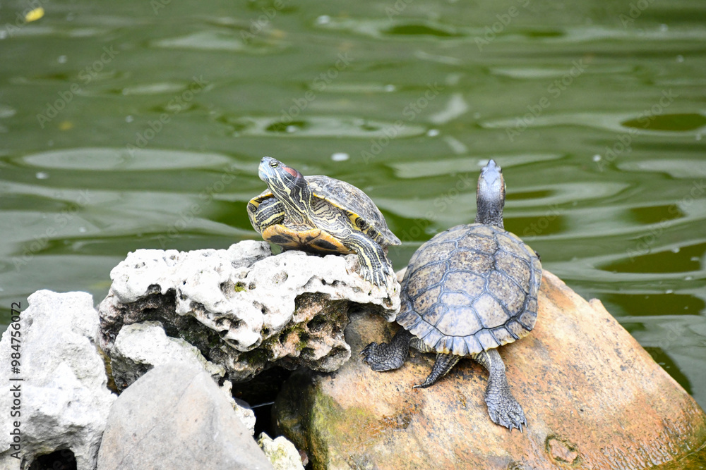 turtle on the rock turtle on the rock
