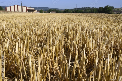 Chaumes de céréales photo