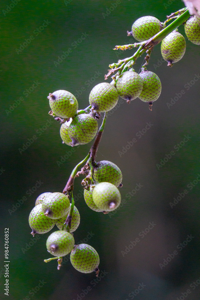 Ripe rattan fruit (Manau, hoe, jernang, buah ular, Littuko) on the tree. The rattan fruit is edible, the texture is like lychee fruit Ripe rattan fruit (Manau, hoe, jernang, buah ular, Littuko) on the tree. The rattan fruit is edible, the texture is like lychee fruit