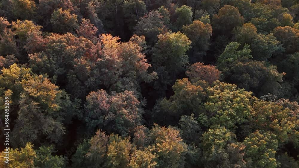 Aerial shot of low flight over autumnal forest in the evening light Aerial shot of low flight over autumnal forest in the evening light