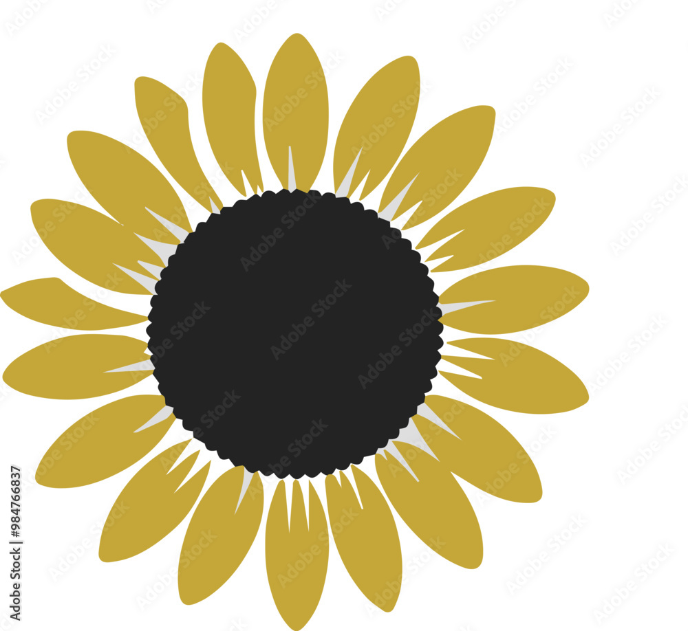 sunflower on white background image sunflower on white background image