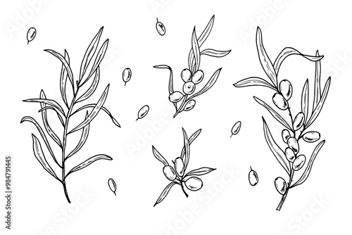 Sea buckthorn branches with leaves and single berries hand drawn vector illustration set painted by black inks. For food design, menu, patterns, greetings, package, label
