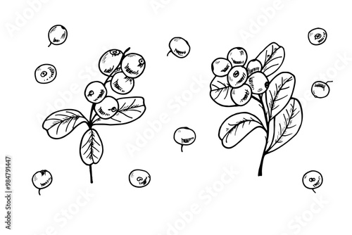 Cranberries on branches with leaves and single berries vector isolated illustration clip art. Etching drawing of cowberries for the design of invitation, patterns, advertising posters, food labels