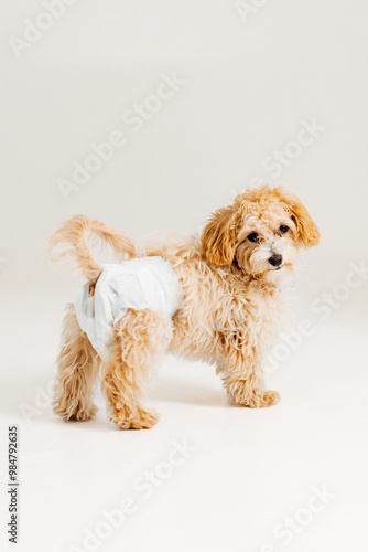 Adorable small dog wearing a diaper standing against a light background in a cozy indoor setting