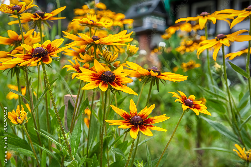 Fototapeta premium Thunbergia alata or black-eyed Susan is a species of climbing plant from the Acanthaceae family. It is native to Africa.