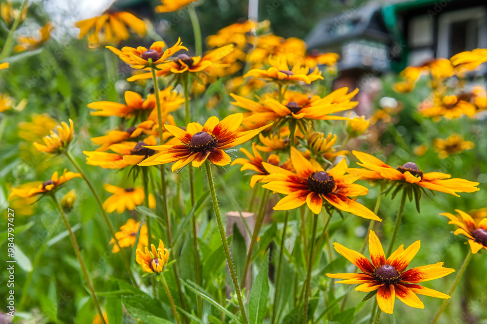 Thunbergia alata or black-eyed Susan is a species of climbing plant from the Acanthaceae family. It is native to Africa. Thunbergia alata or black-eyed Susan is a species of climbing plant from the Acanthaceae family. It is native to Africa.