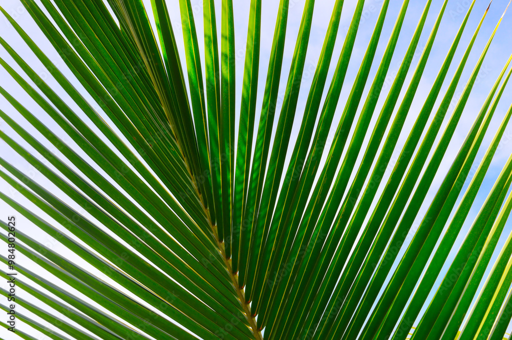 Bottom view of tropical palm trees leaves in blue sky background Bottom view of tropical palm trees leaves in blue sky background