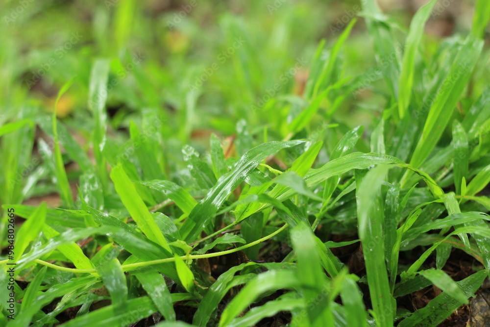 Fresh Green Grass Blades: A close-up view of verdant grass blades, glistening with morning dew, a testament to the beauty of nature's simple pleasures. The lush, vibrant green evokes tranquility Fresh Green Grass Blades: A close-up view of verdant grass blades, glistening with morning dew, a testament to the beauty of nature's simple pleasures. The lush, vibrant green evokes tranquility