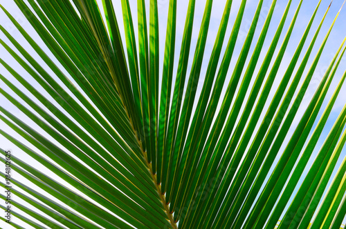 Bottom view of tropical palm trees leaves in blue sky background