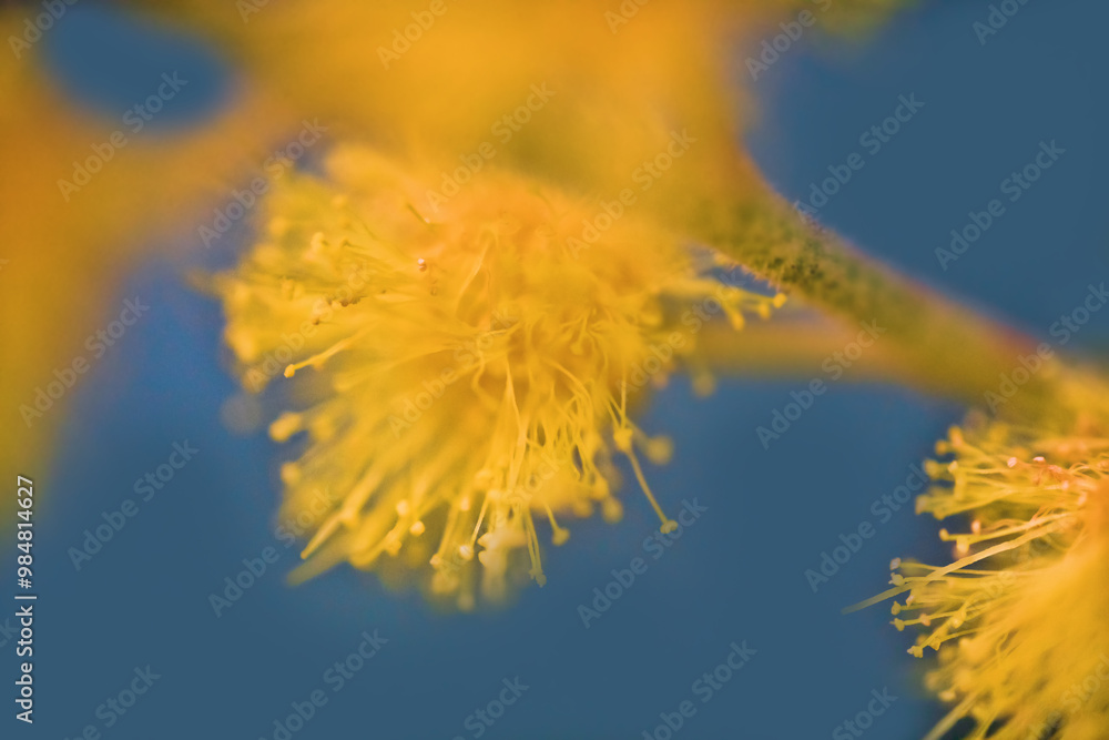 Yellow inflorescence (many flowers) of silvergreen wattle acacia (Acacia dealbata). Ultra macro Yellow inflorescence (many flowers) of silvergreen wattle acacia (Acacia dealbata). Ultra macro