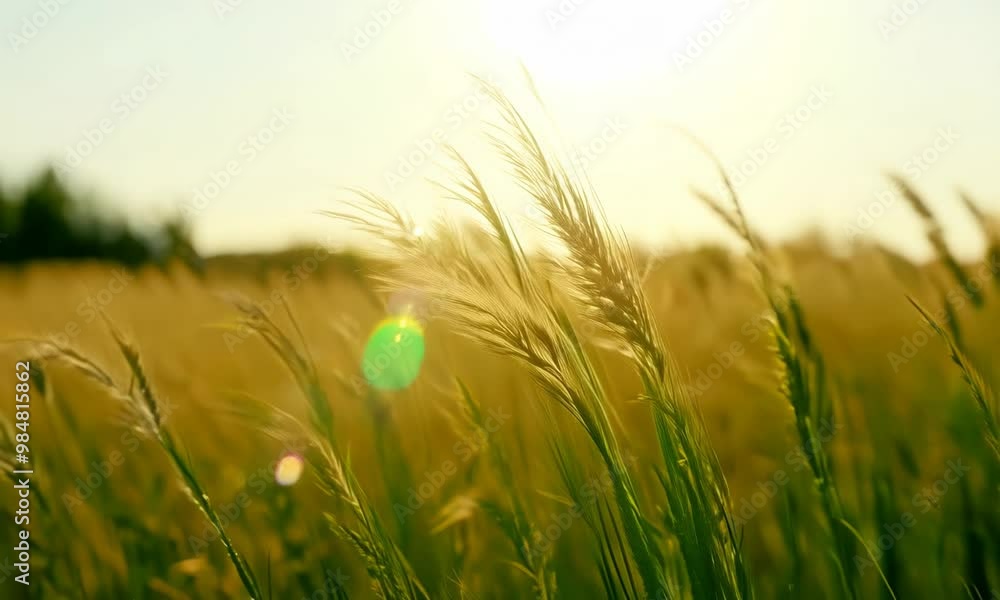 Swaying grass in a sunlit meadow Video hyperrealistic