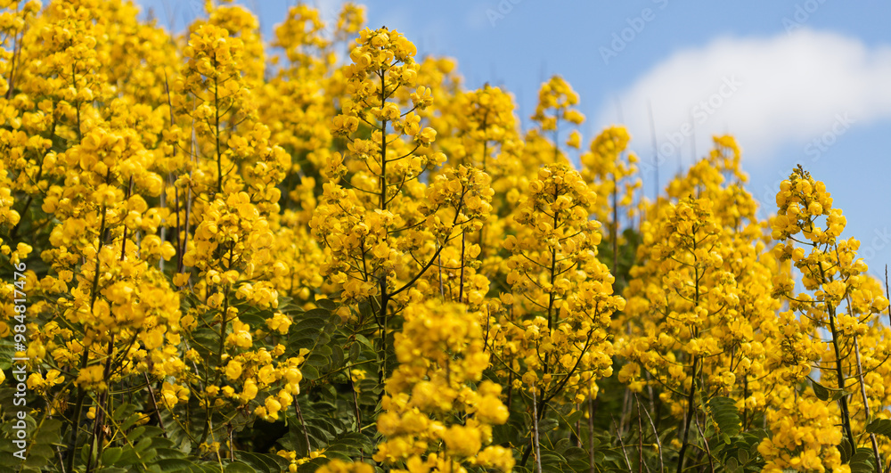 Yellow flowers of Senna spectabilis, golden wonder tree Yellow flowers of Senna spectabilis, golden wonder tree