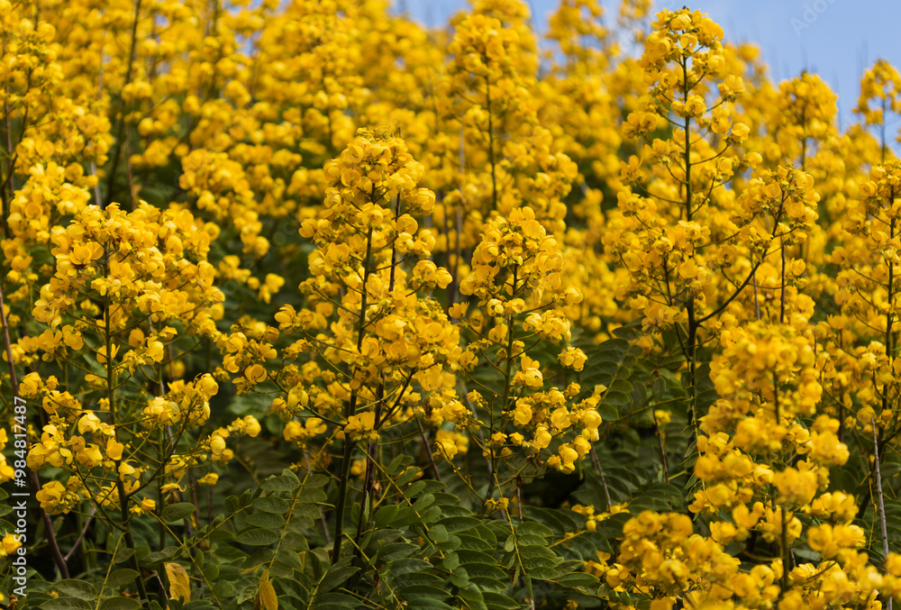 Yellow flowers of Senna spectabilis, golden wonder tree Yellow flowers of Senna spectabilis, golden wonder tree