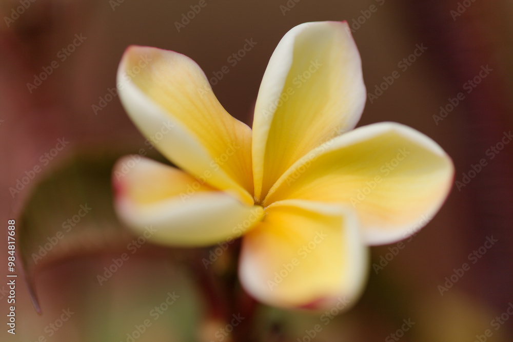 Fototapeta premium Flowering scented plumeria or frangipani natural macro floral background