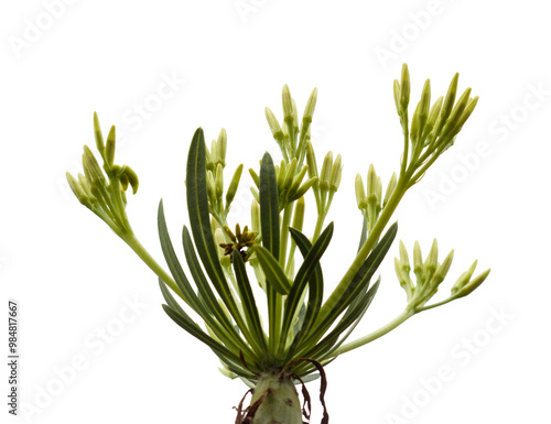 Flora of Gran Canaria - Kleinia neriifolia, locally called verode photo