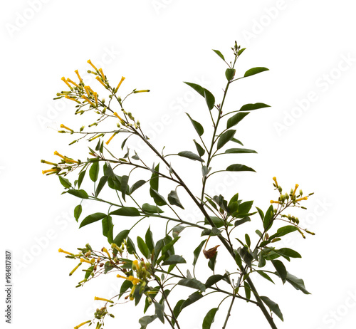 Flora of Gran Canaria - Nicotiana glauca,  tree tobacco, introduced and invasive plant 
 photo