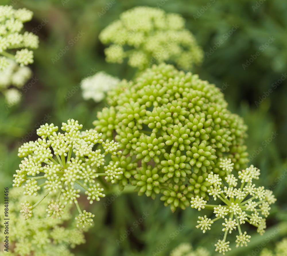 Crithmum maritimum, rock samphire, natural macro floral background Crithmum maritimum, rock samphire, natural macro floral background