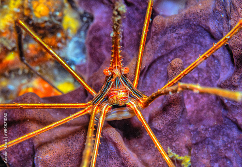 Stenorhynchus seticornis, yellowline arrow crab photo