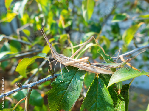 Predatory bush cricket (Saga pedo, small male) copulating in opposition to scientific opinion about parthenogenetic reproduction (only females exist and they breed by themselves) photo