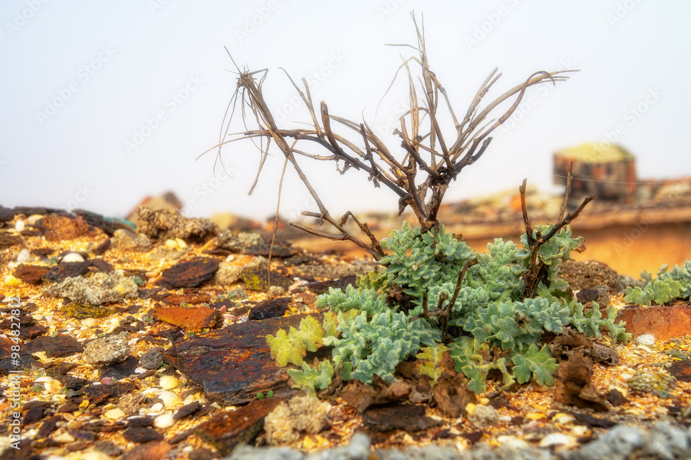 Sea poppy (Glaucium flavum). Sea coast steppe, ruins on the seashore. Vegetative shoot in early March. Arabatskaya strelka, Azov Sea Sea poppy (Glaucium flavum). Sea coast steppe, ruins on the seashore. Vegetative shoot in early March. Arabatskaya strelka, Azov Sea