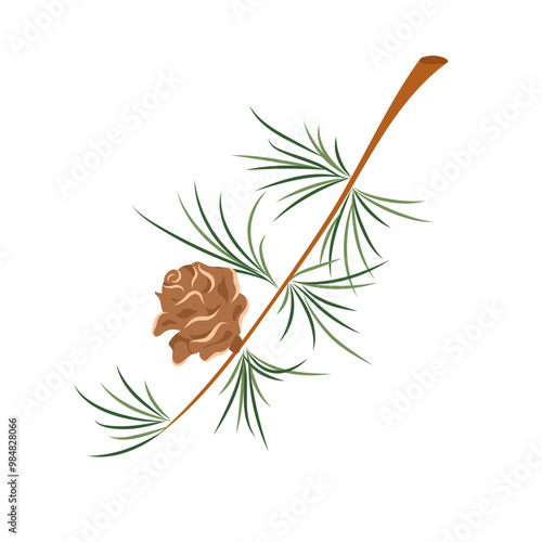 European larch tree branch and cone vector illustration. Tamarack Larch or Larix laricina. Christmas design element isolated on white background for print, card, flyer, banner