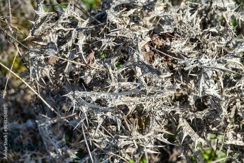 A prickly dry plant golden thistle (sic) in bulk. The expression is extremely prickliness photo