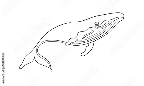 Whale continuous line art drawing isolated on white background. Wildlife animals. Vector illustration