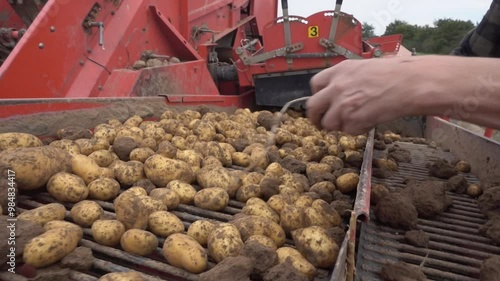 Kartoffelroder im Einsatz während der Kartoffelernte